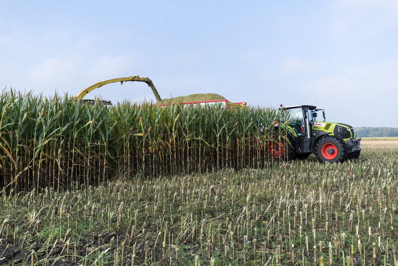 Bild 143 - Maisernte